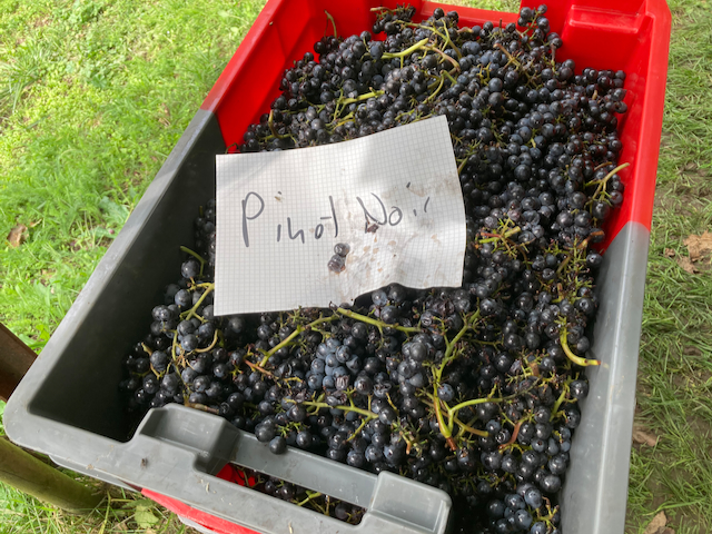 Grössere Sortenvielfalt im Keller