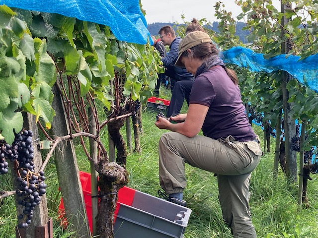Die Ernte des Pinot Noir erforderte Geduld.